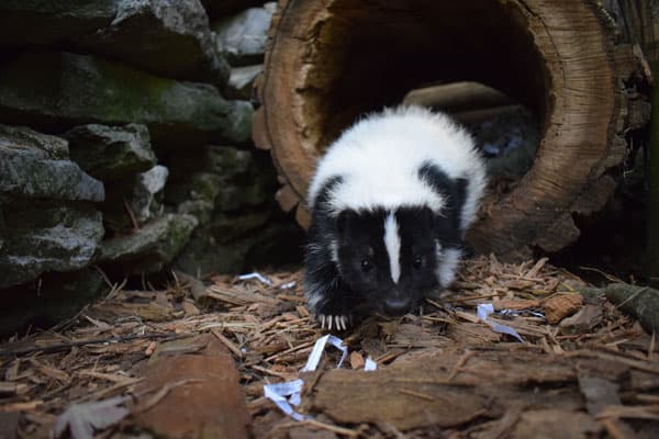 Skunk