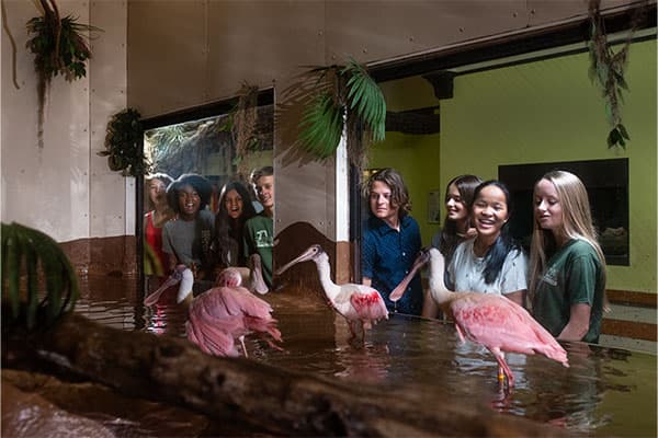 kids looking at spoonbills