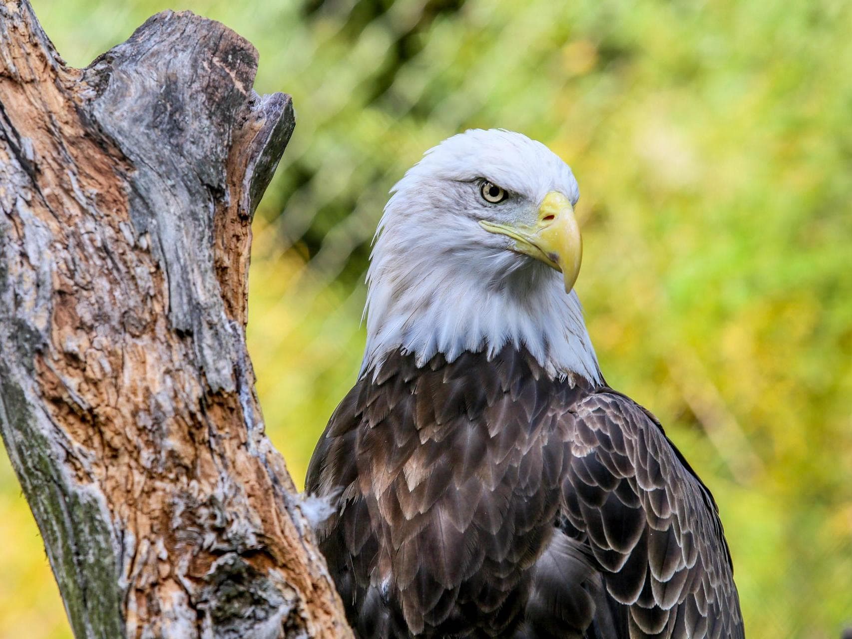 bald eagle zooamerica